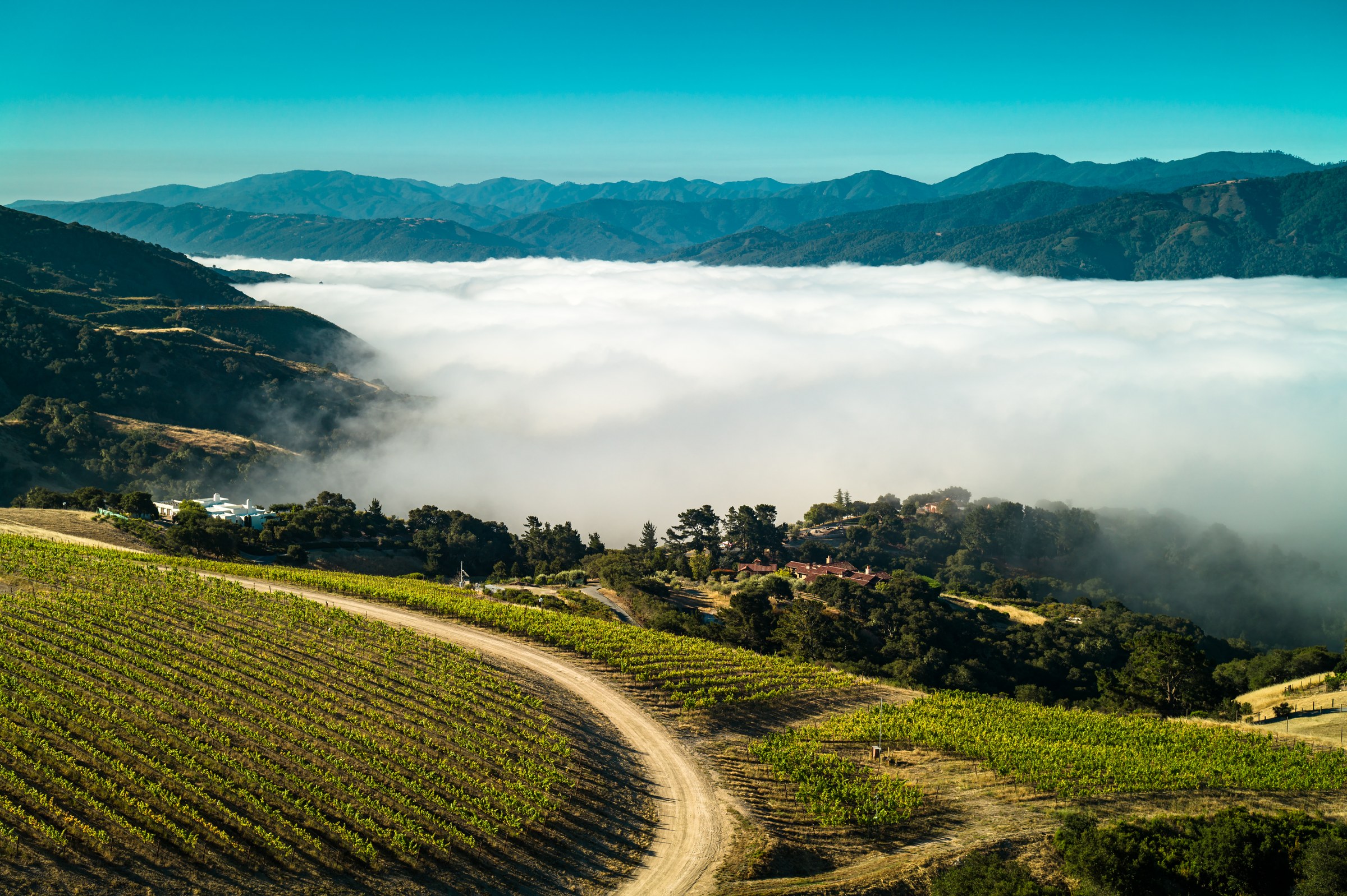 Established vineyard expanding across a hillside